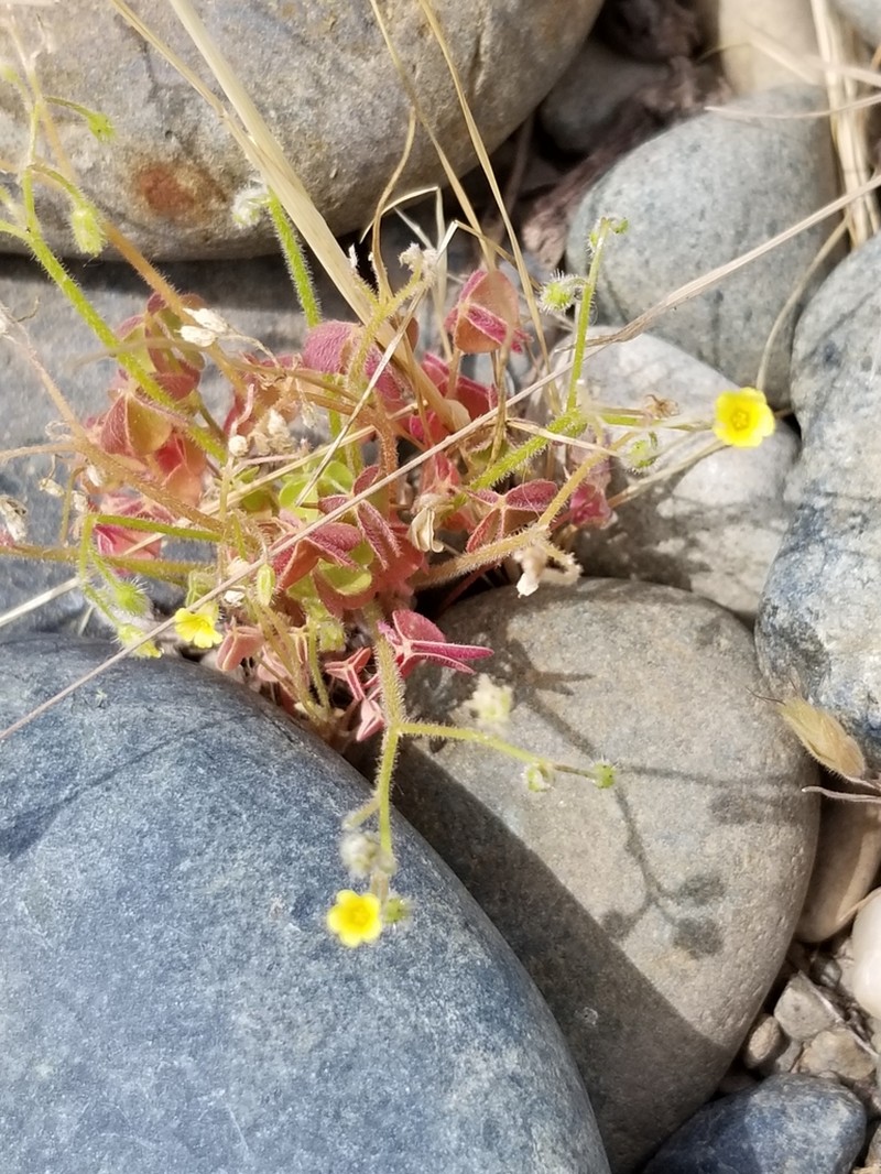 Oxalis laxa photo 3