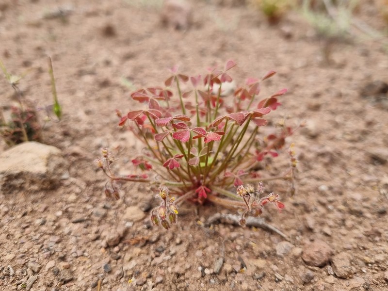 Oxalis laxa photo 5