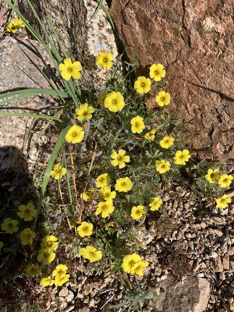 Oxalis laxa photo 6