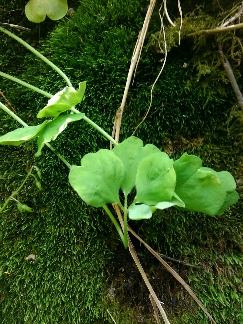 Oxalis laxa photo 7