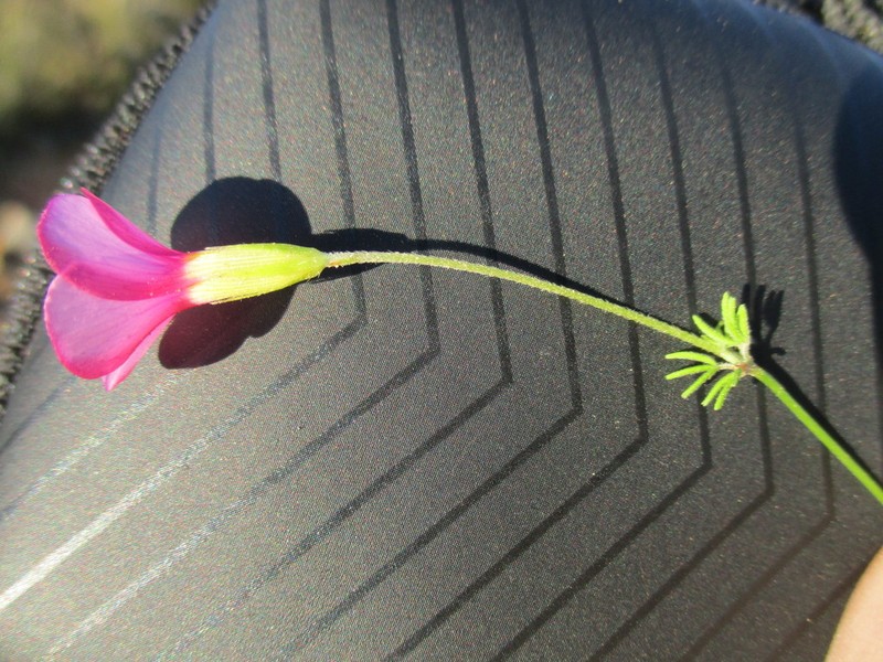 Oxalis leptocalyx