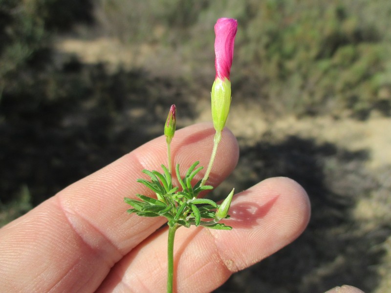 Oxalis leptocalyx photo 4