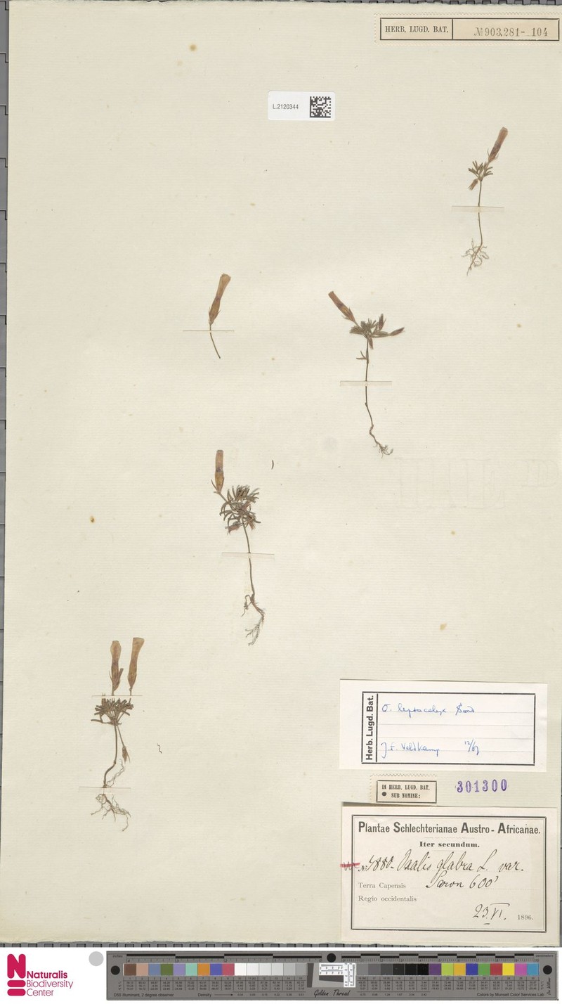 Oxalis leptocalyx photo 6