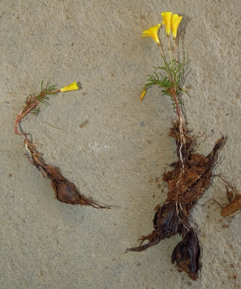 Oxalis leptogramma