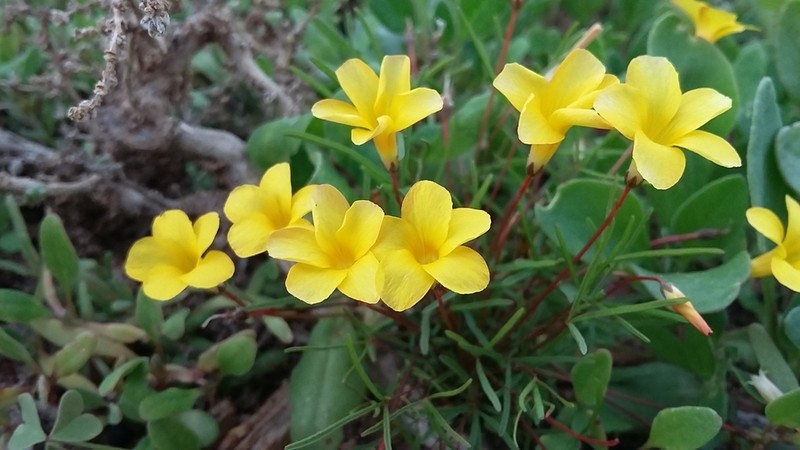 Oxalis leptogramma photo 2