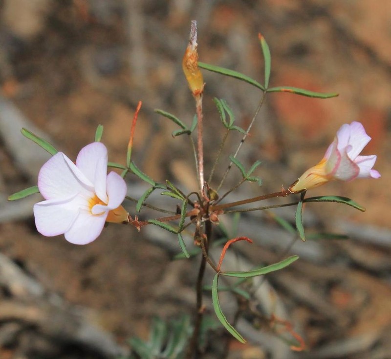 Oxalis leptogramma photo 3