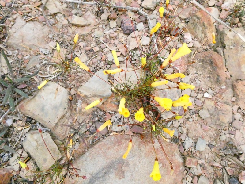 Oxalis leptogramma photo 4