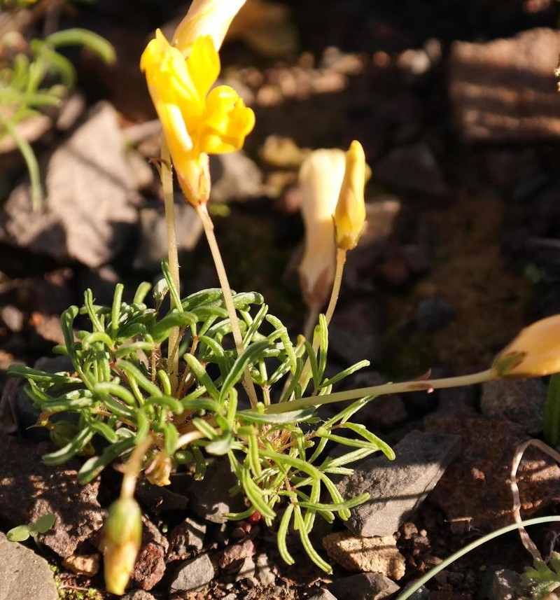 Oxalis leptogramma photo 5