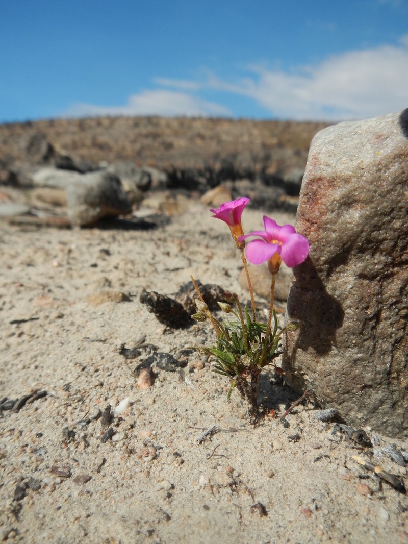 Oxalis leptogramma photo 6