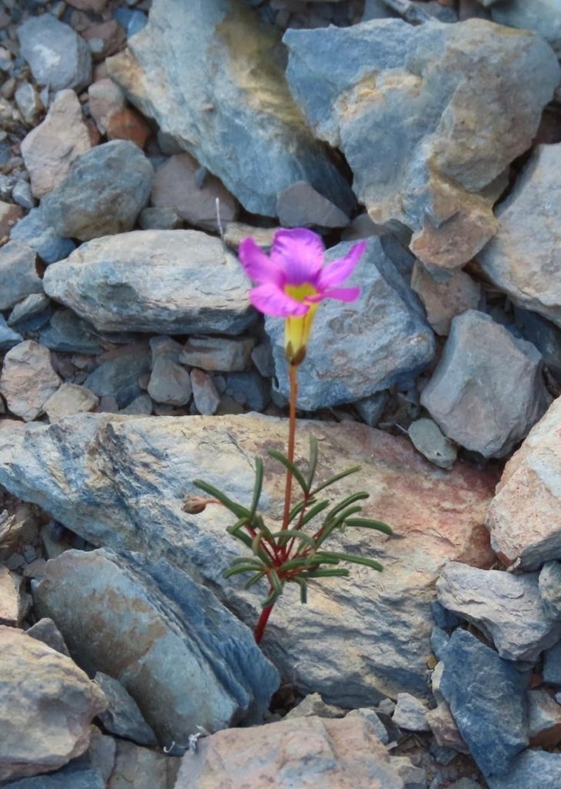 Oxalis leptogramma photo 7