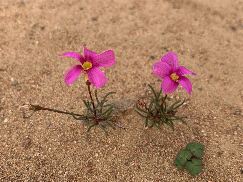 Oxalis leptogramma photo 8
