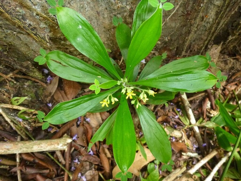 Oxalis leptopodes