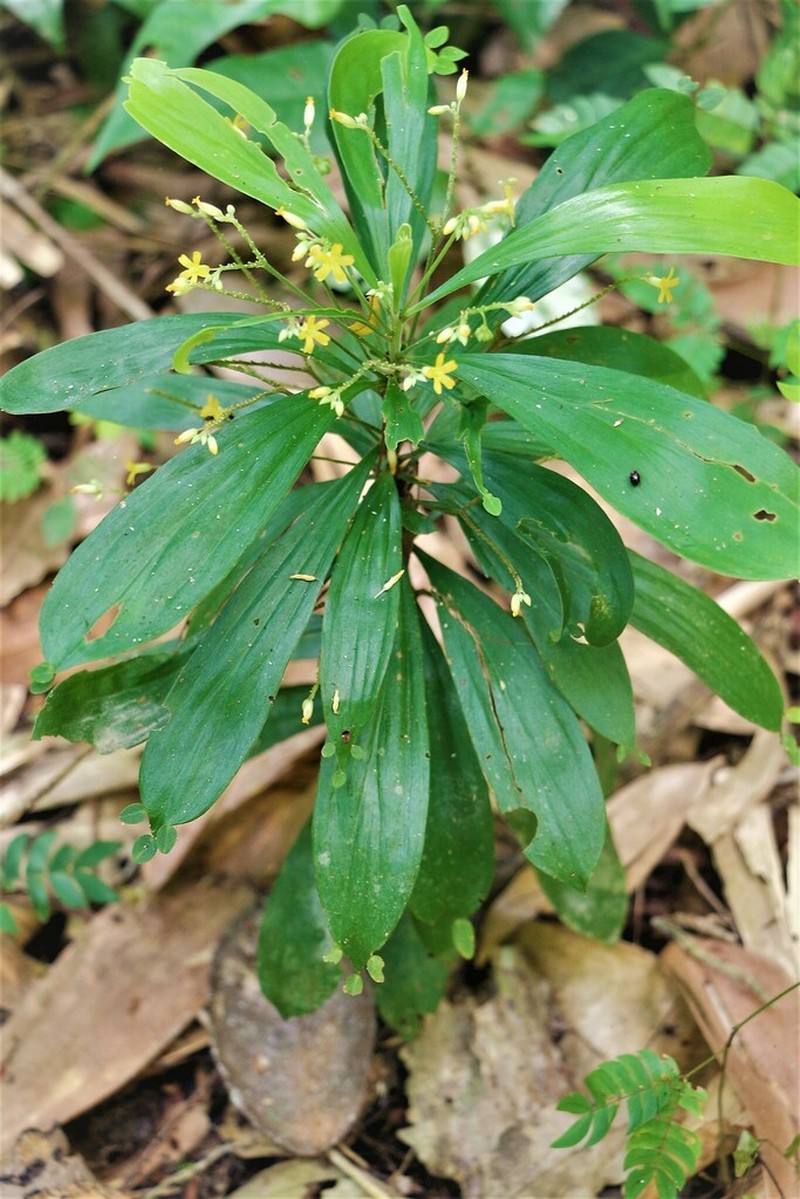 Oxalis leptopodes photo 2