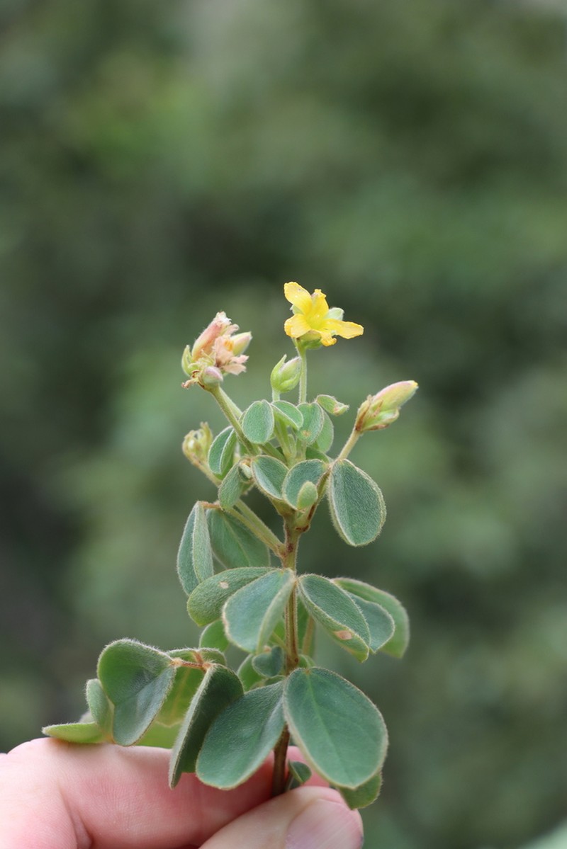 Oxalis lespedezioides photo 2