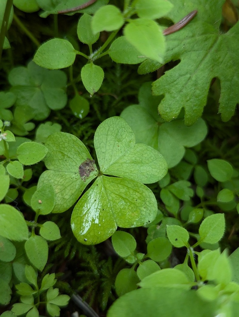 Oxalis leucolepis