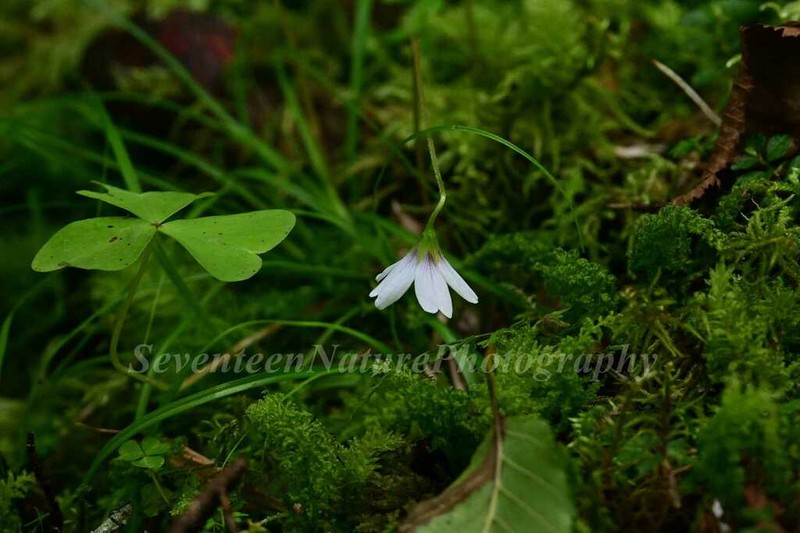 Oxalis leucolepis photo 2