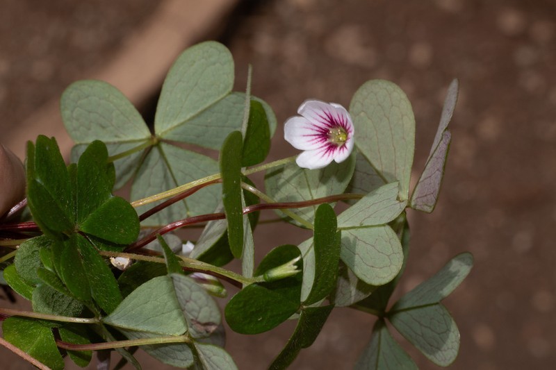 Oxalis leucolepis photo 3