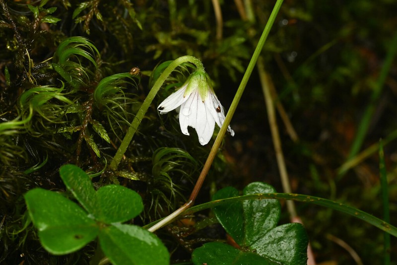 Oxalis leucolepis photo 4