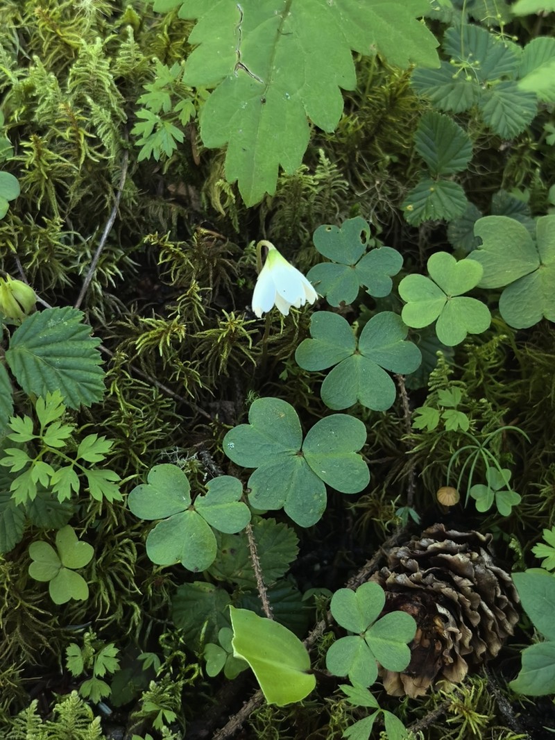 Oxalis leucolepis photo 5