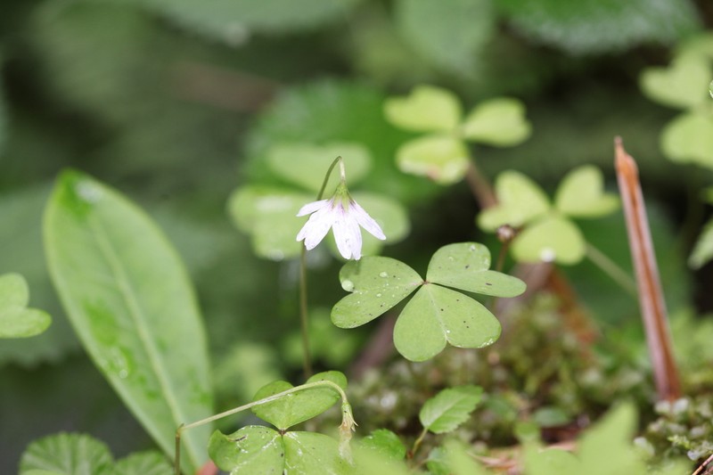 Oxalis leucolepis photo 6
