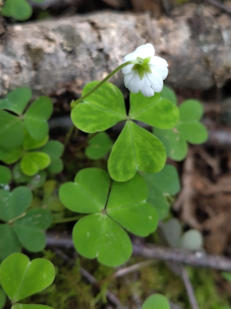 Oxalis leucolepis photo 7