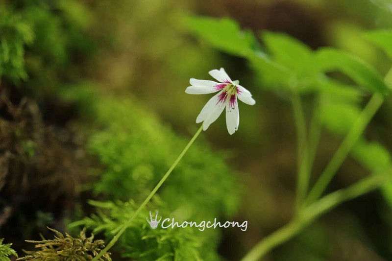 Oxalis leucolepis photo 8