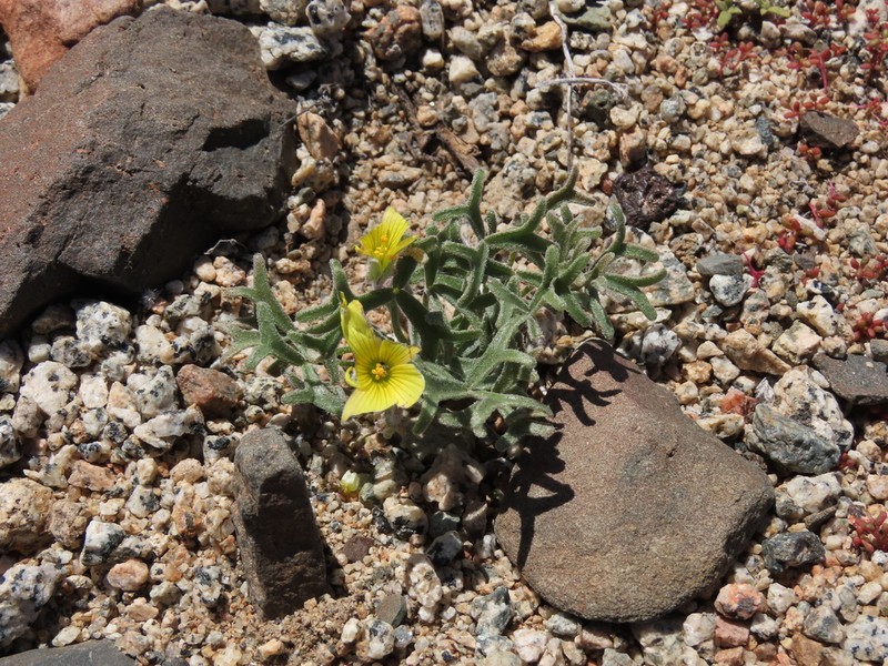 Oxalis leucophylla photo 2