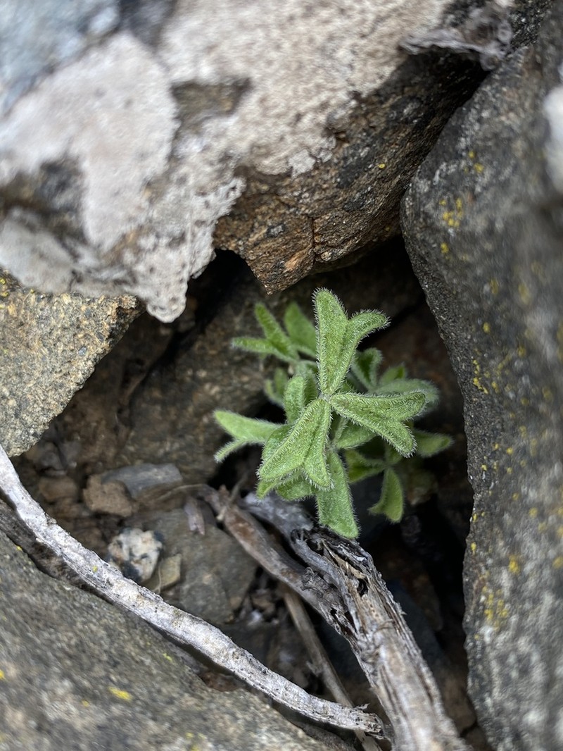 Oxalis leucophylla photo 3