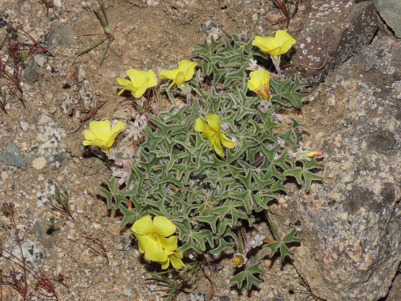 Oxalis leucophylla photo 4