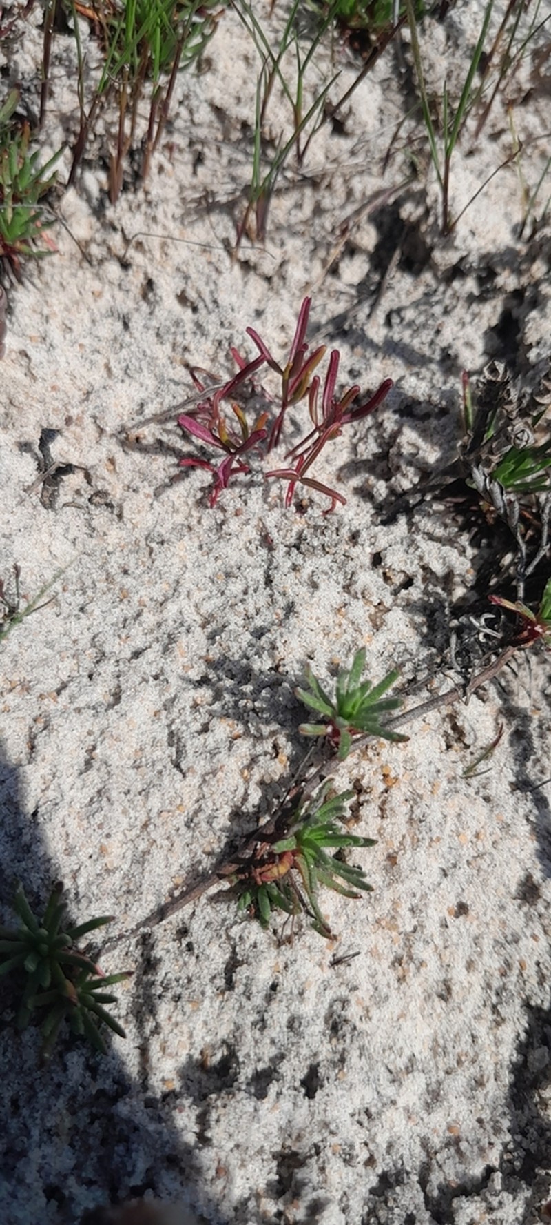 Oxalis levis photo 2