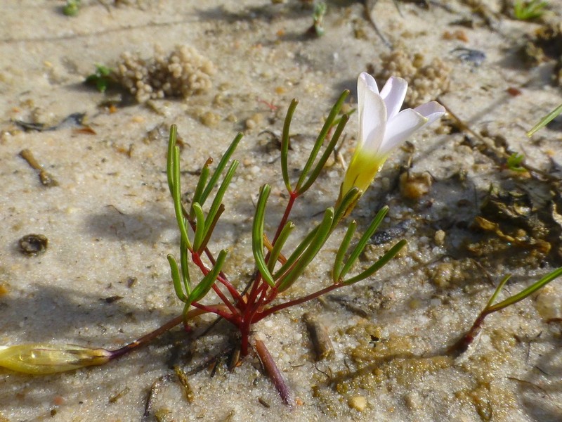 Oxalis levis photo 3