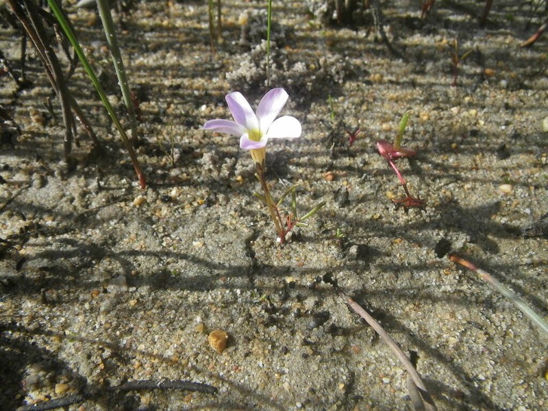 Oxalis levis photo 4