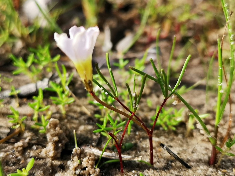Oxalis levis photo 5