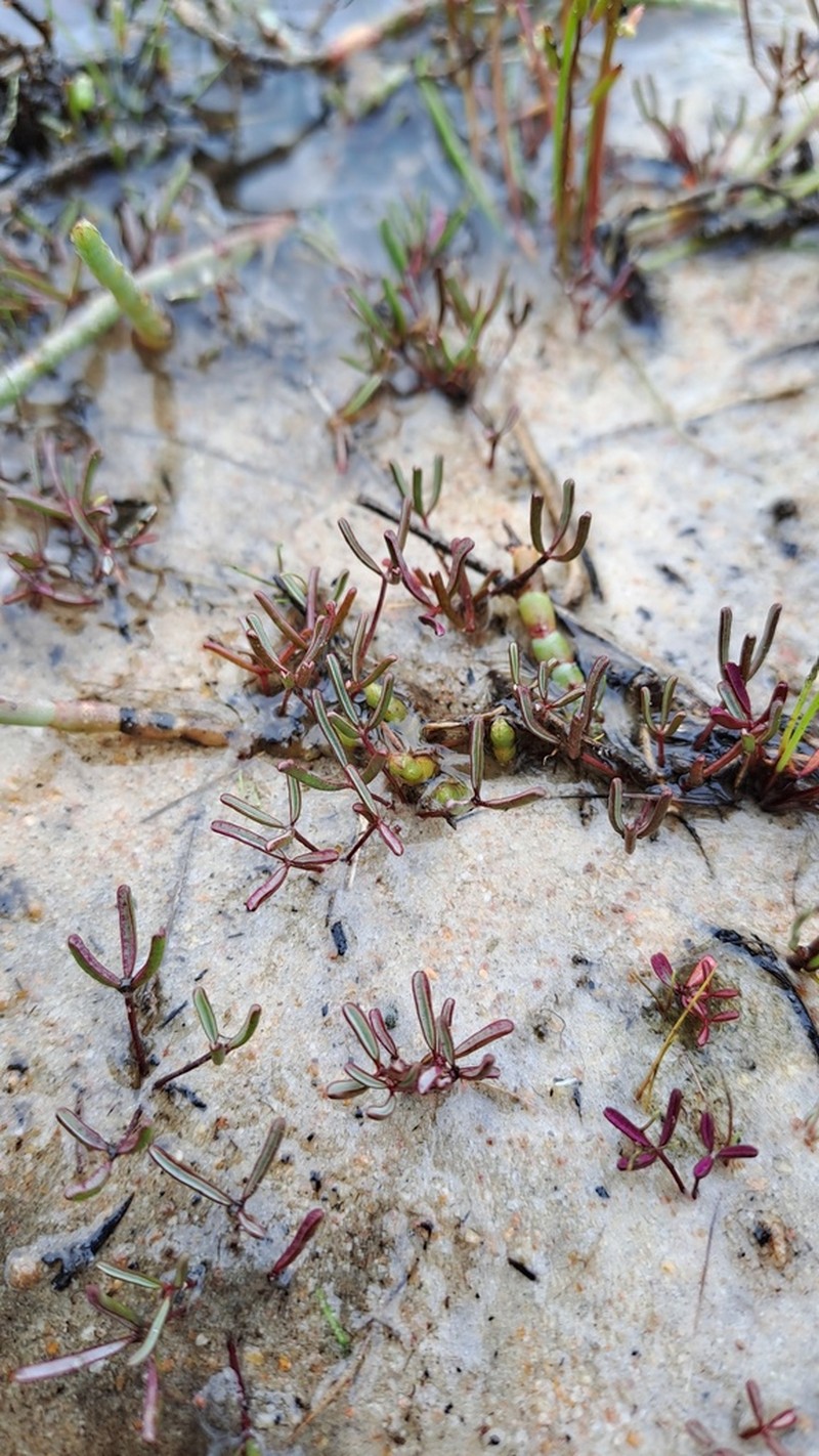 Oxalis levis photo 6