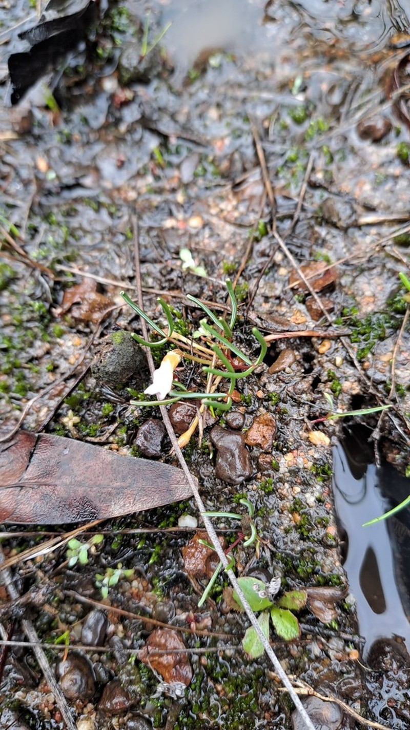 Oxalis levis photo 7