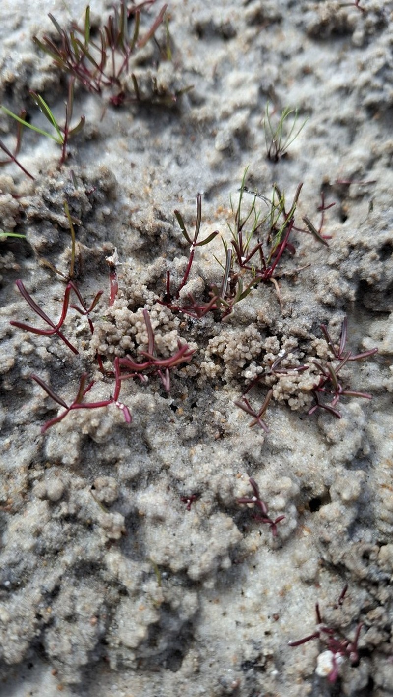 Oxalis levis photo 8