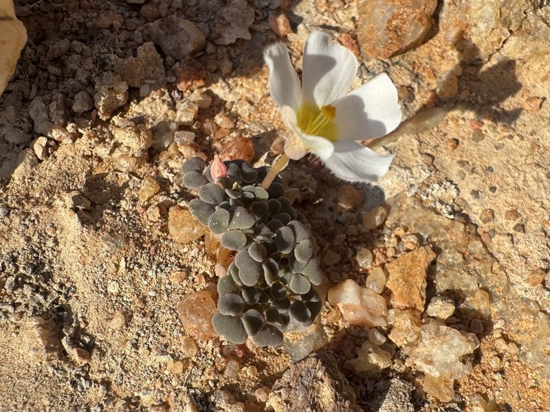 Oxalis lichenoides