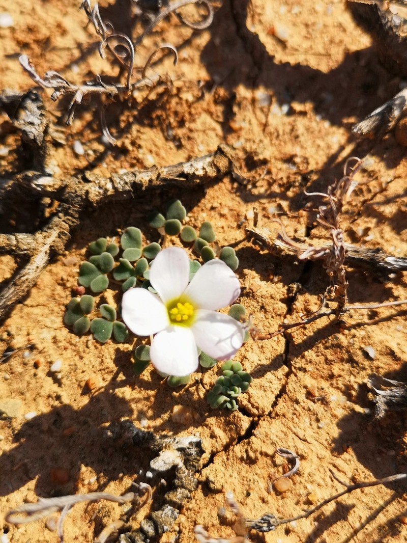 Oxalis lichenoides photo 2