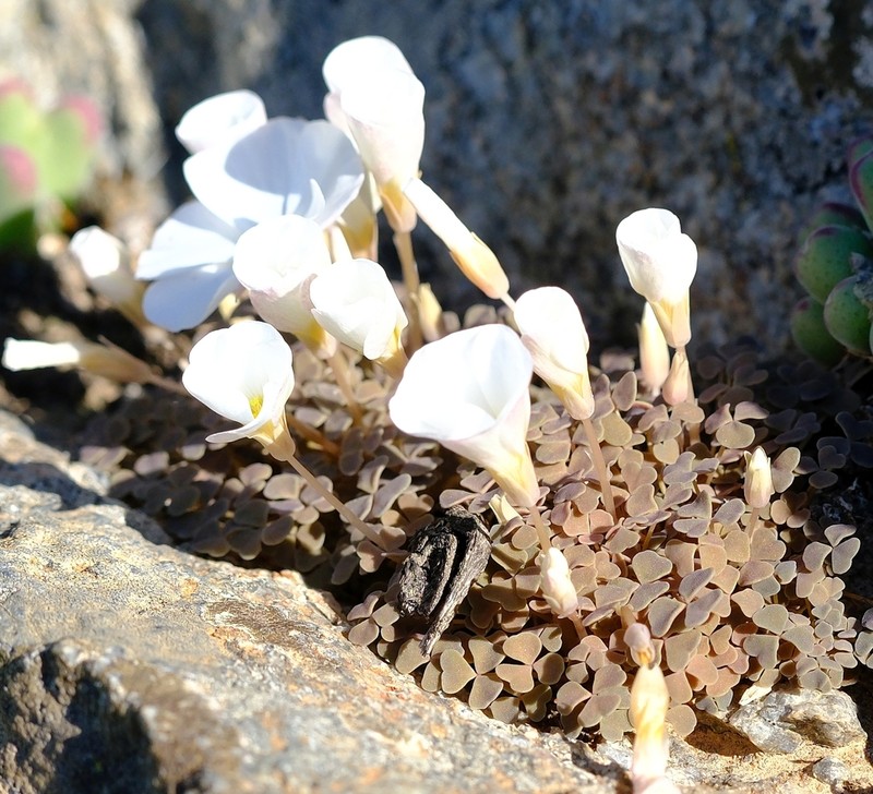 Oxalis lichenoides photo 3