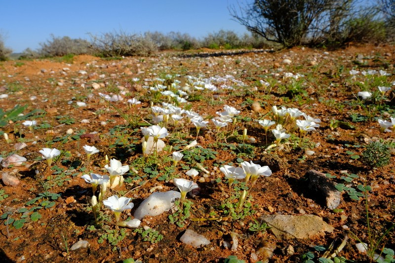 Oxalis lichenoides photo 4