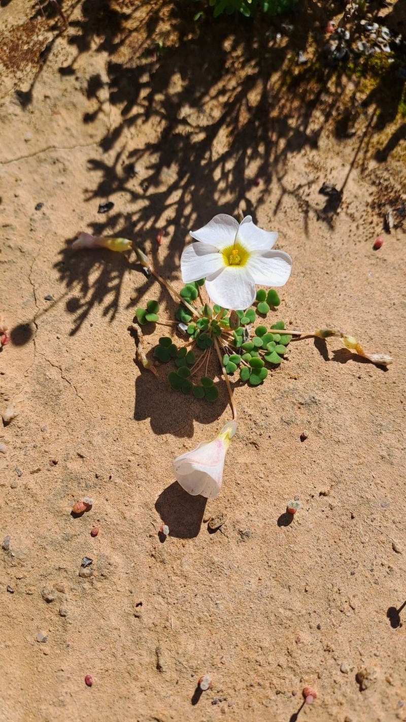 Oxalis lichenoides photo 6