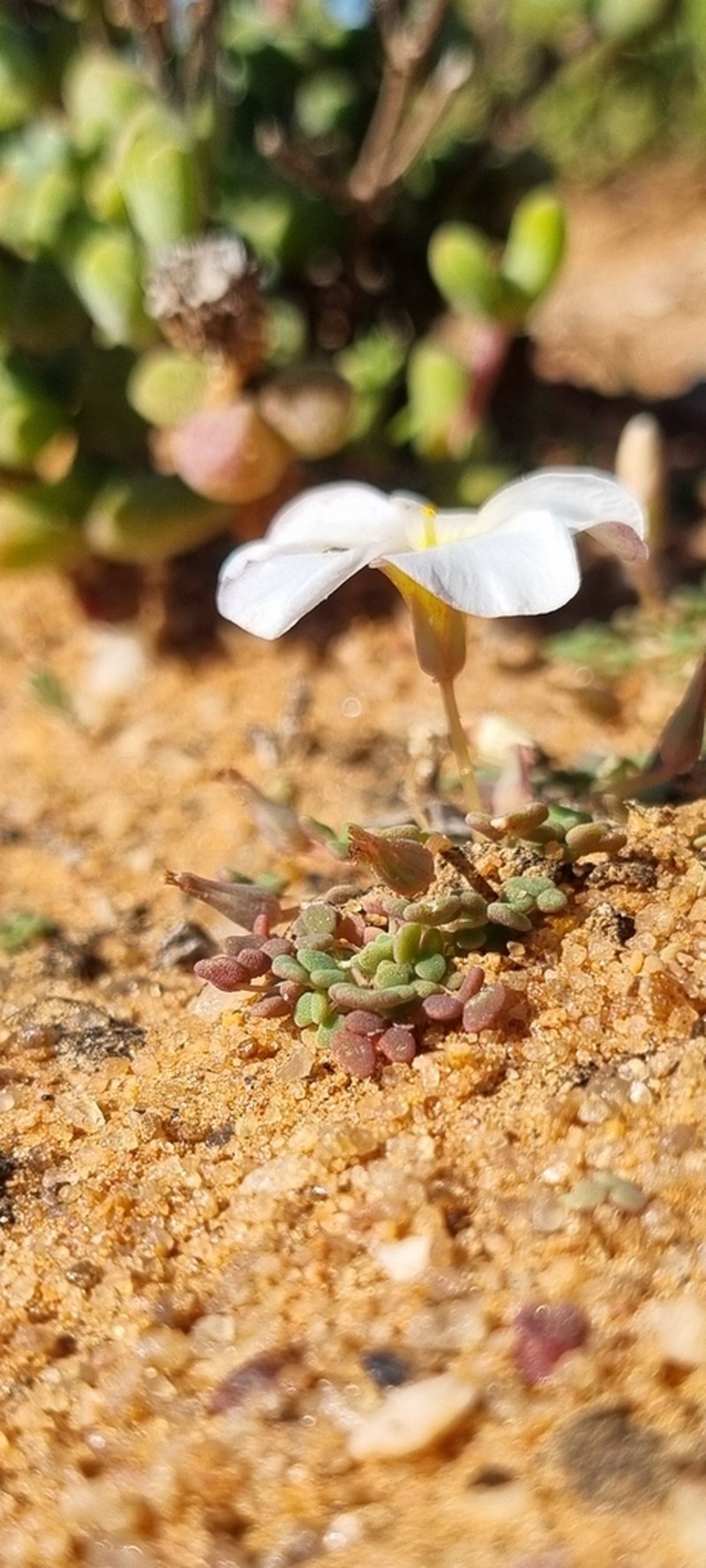 Oxalis lichenoides photo 7