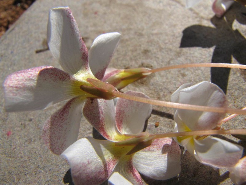 Oxalis lichenoides photo 8