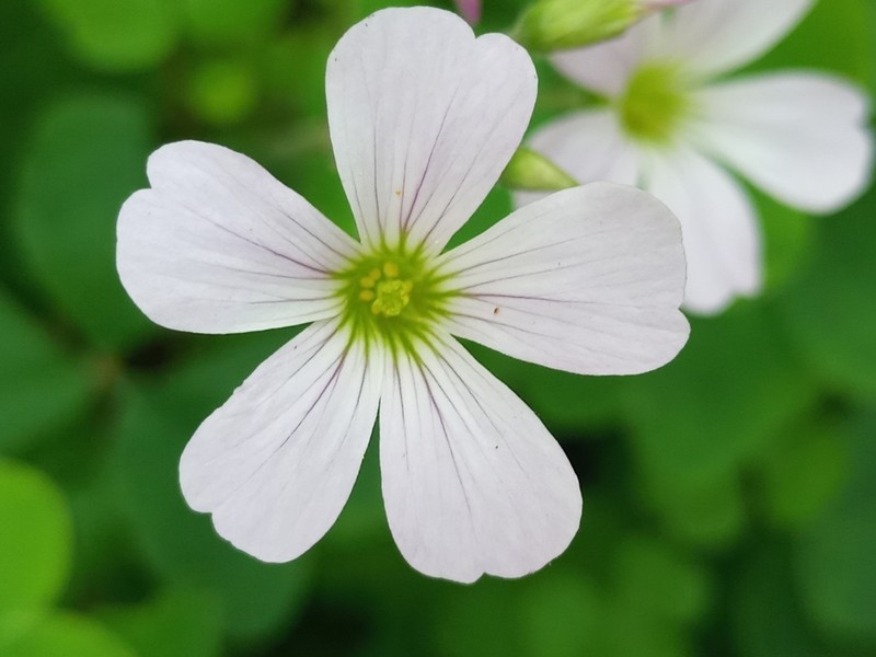Oxalis linarantha
