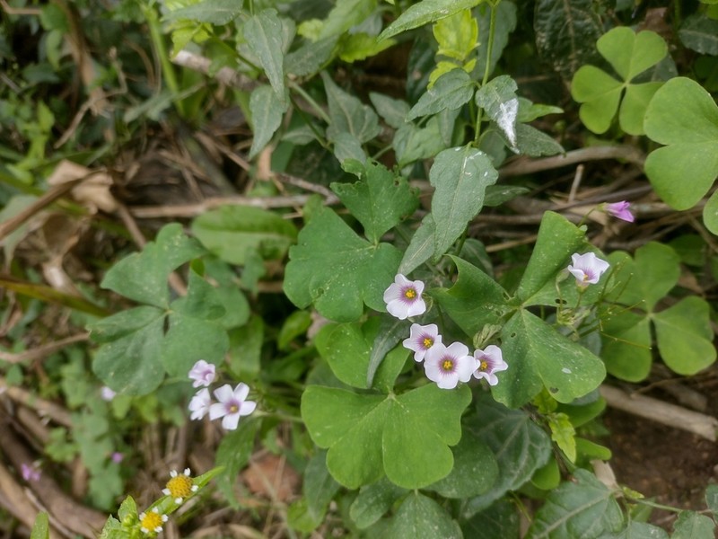 Oxalis linarantha photo 2