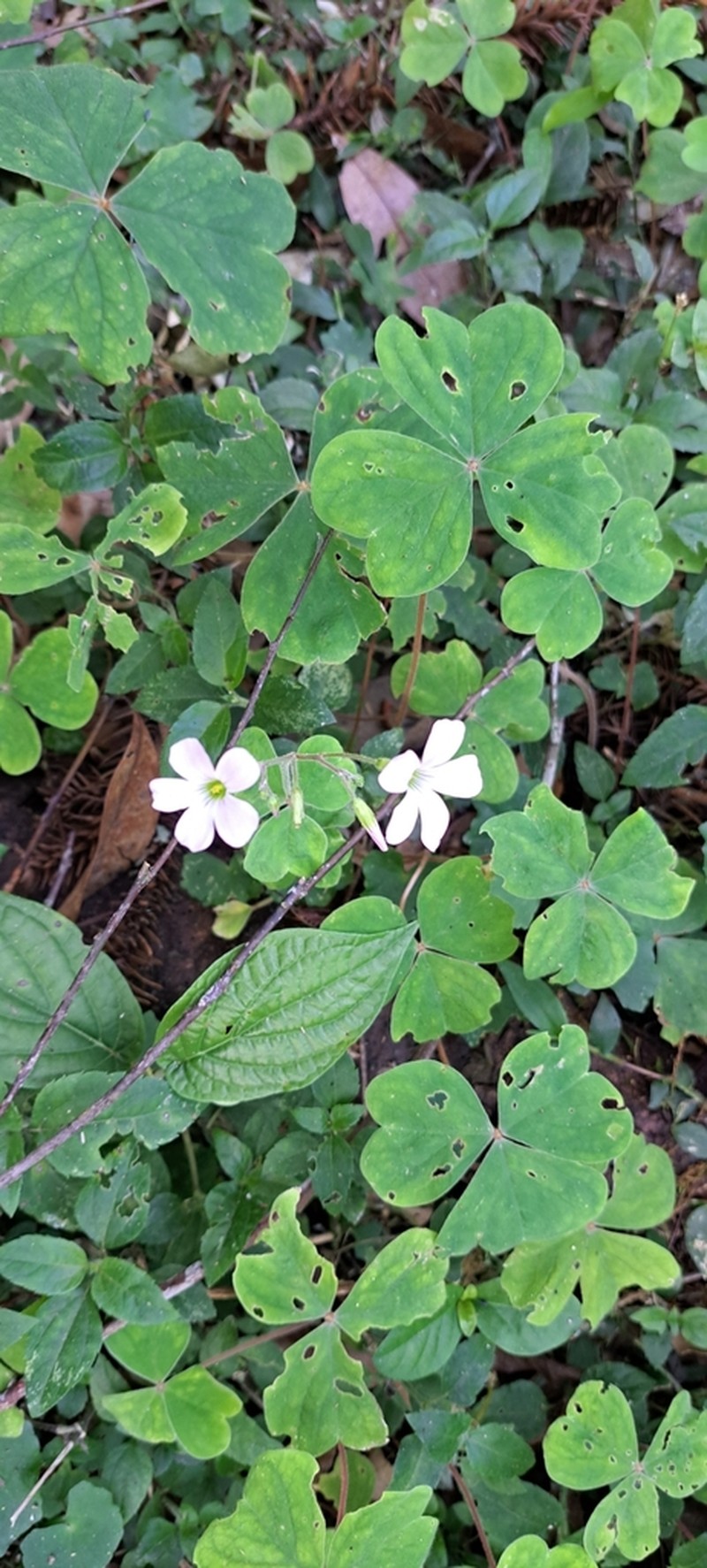 Oxalis linarantha photo 3