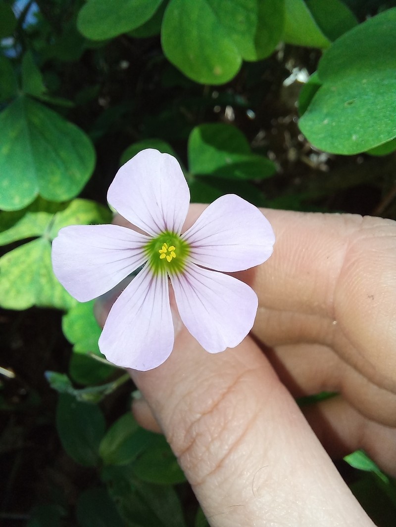 Oxalis linarantha photo 4