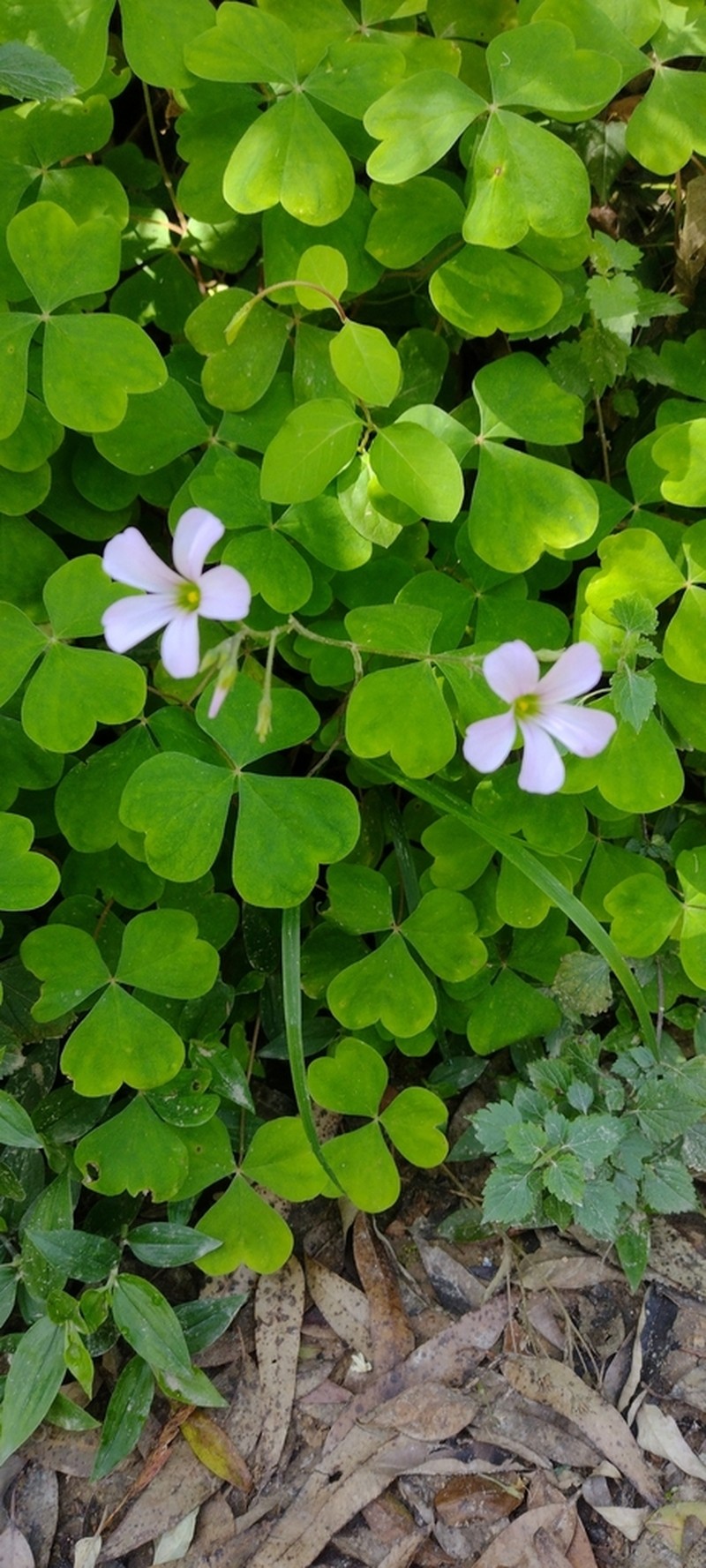 Oxalis linarantha photo 5