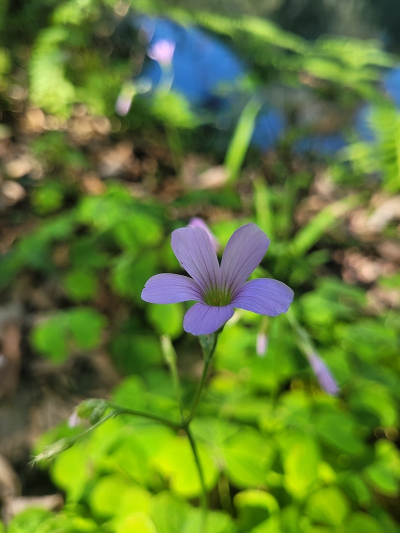 Oxalis linarantha photo 6