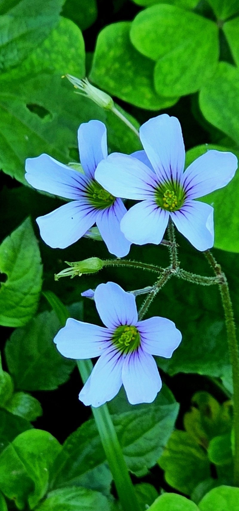Oxalis linarantha photo 7